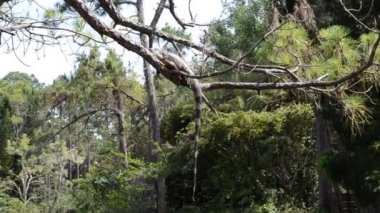 Ağaçtaki iguana. Bahçedeki doğa..