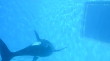 İnsanlar cam aracılığıyla balinaları gözlemler. Orlando, Florida 'da çekim. Orlando, ABD. SeaWorld, memelilerin, okyanusların, deniz hayvanlarının ve lunaparkların olduğu bir deniz parkı. Commerson 'un Yunusu (Cephalorhynchus Ticsonii).