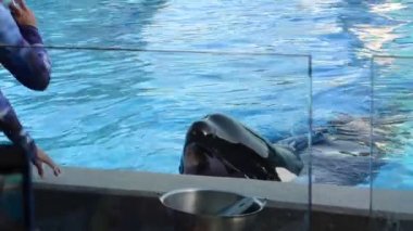 Gösteriden sonra havuzda balina beslemek. Orlando, ABD. SeaWorld, memelilerin, okyanusların, deniz hayvanlarının ve lunaparkların olduğu bir deniz parkı. Commerson 'un Yunusu (Cephalorhynchus Ticsonii).