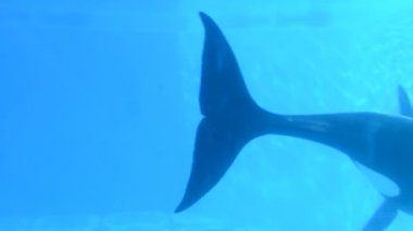 İnsanlar cam aracılığıyla balinaları gözlemler. Orlando, Florida 'da çekim. Orlando, ABD. SeaWorld, memelilerin, okyanusların, deniz hayvanlarının ve lunaparkların olduğu bir deniz parkı. Commerson 'un Yunusu (Cephalorhynchus Ticsonii).