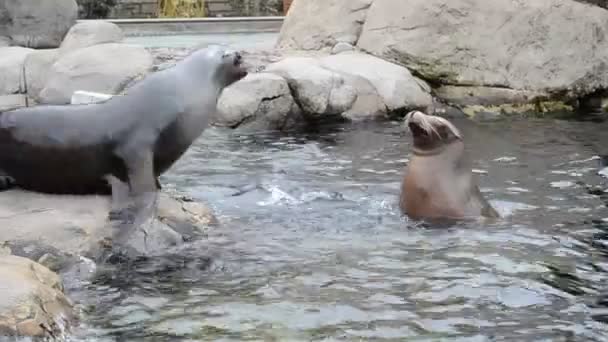 Central Park Zoo Schieten New York — Stockvideo