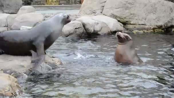 Central Park Zoo Shooting New York — Stock Video