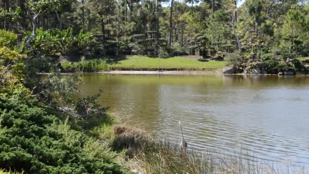 Der See Einem Japanischen Garten — Stockvideo