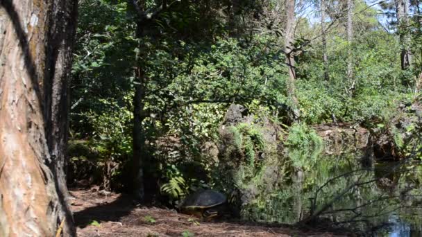 Naturlandschaft Schildkröte Schatten Eines Baumes Die Natur Garten — Stockvideo