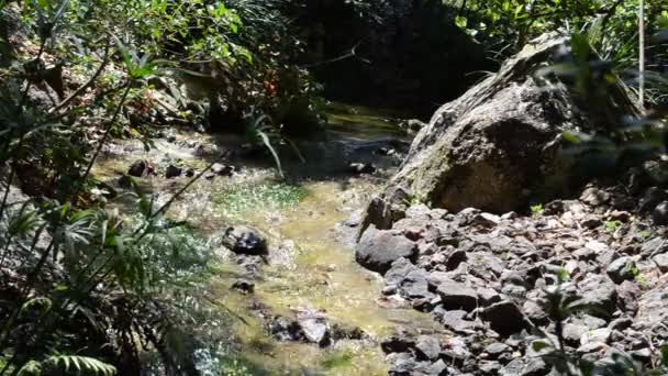 Ρεύμα Κήπο Φύση Έναν Κήπο — Αρχείο Βίντεο