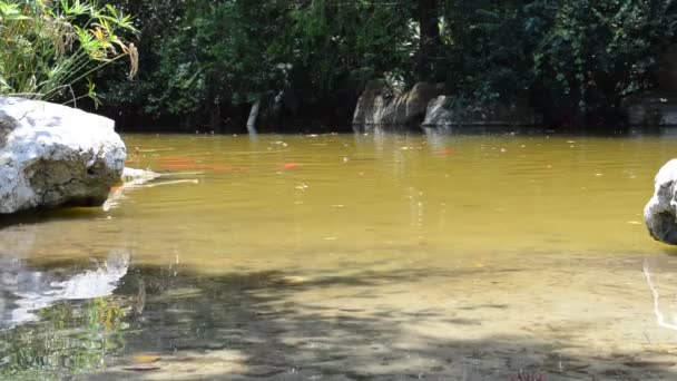 Naturaleza Jardín — Vídeos de Stock