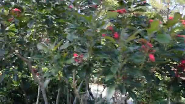 Blommor Skytte Dirigering Japansk Trädgård — Stockvideo