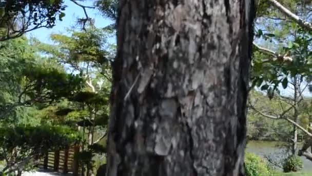 Jardín Japonés Rodaje Conducción Jardín Japonés — Vídeo de stock