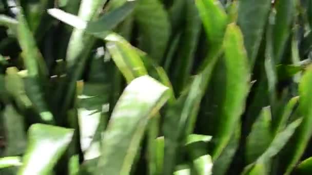 Plantes, tir en direction. La nature dans un jardin .