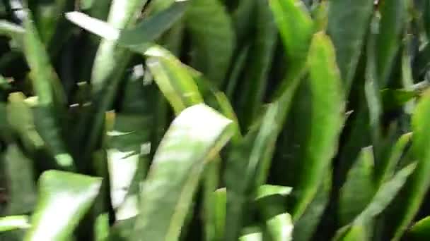 Plantes Tir Direction Nature Dans Jardin — Video