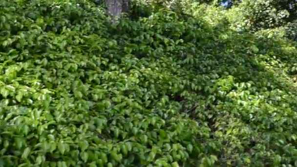 Zelený Keř Japonská Zahrada — Stock video