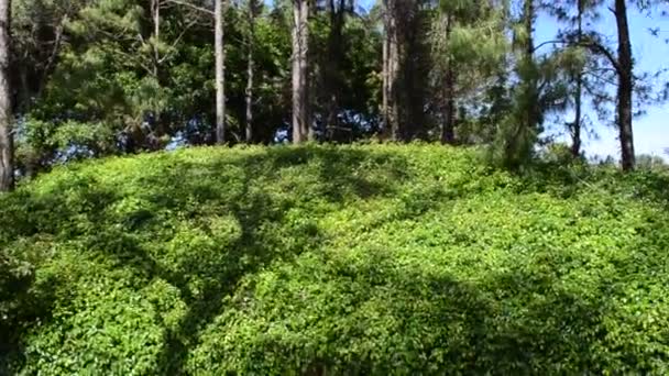 Arbusto Verde Atirando Condução Jardim Japonês Natureza Jardim — Vídeo de Stock