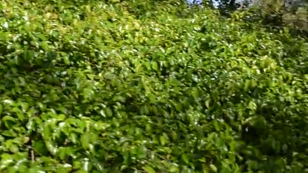 绿灌木丛 在指挥射击 日本花园 — 图库视频影像