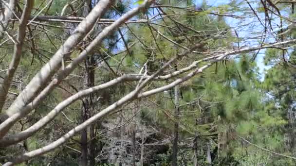 Pino Arbolado Naturaleza Jardín — Vídeos de Stock