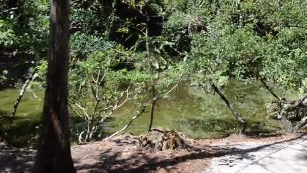 Japanischer Garten Schießen Mit Dirigieren Die Natur Garten — Stockvideo