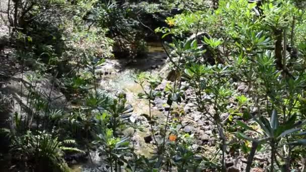 Pequeño Río Naturaleza Jardín — Vídeo de stock