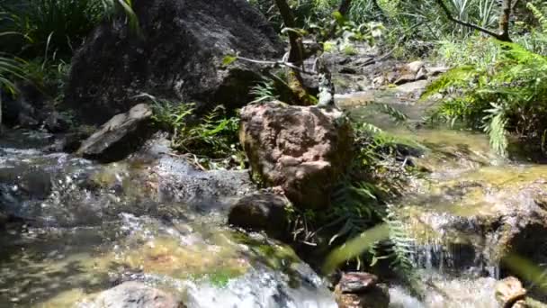 Japon Bahçesindeki Hızlı Küçük Nehir Bahçedeki Doğa — Stok video