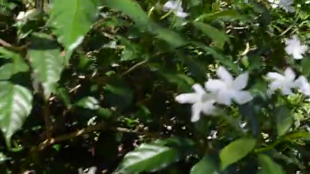 庭の花 指揮で撮影 庭の自然 — ストック動画