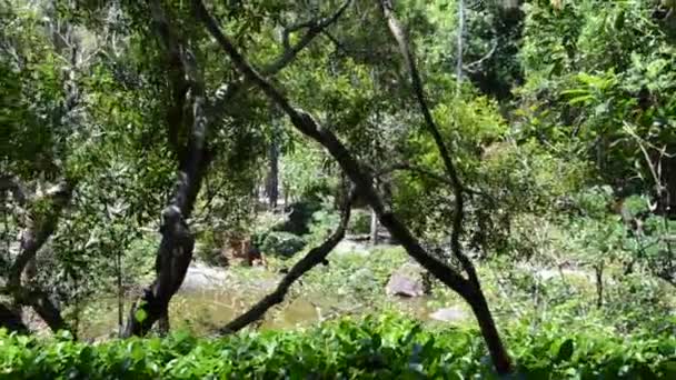 Tir avec direction d'orchestre. La nature dans un jardin .