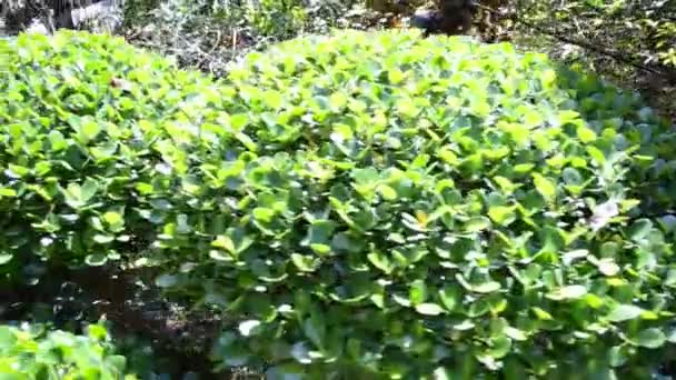 Groene Struik Schieten Zomer — Stockvideo