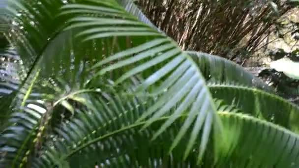 Folhas Palmeira Atirando Condução Natureza Jardim — Vídeo de Stock