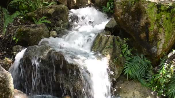 Caídas Jardín Japonés Naturaleza Jardín — Vídeos de Stock