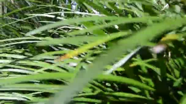 Durch Ein Gras Die Natur Garten — Stockvideo