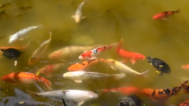 Koi Carps Ryby Japońskie Pływanie Cyprinus Carpio — Wideo stockowe