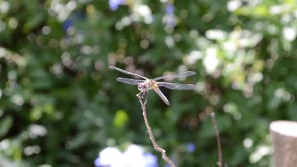 Dragonfly Μακρο Γυρίσματα Φύση Και Bakgraund — Αρχείο Βίντεο