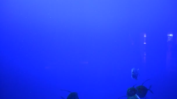 Poissons Dans Aquarium Fond Coloré Floride Orlando États Unis Seaworld — Video