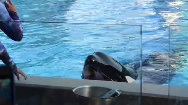 Alimentación Una Ballena Piscina Después Del Show Orlando Estados Unidos — Vídeo de stock