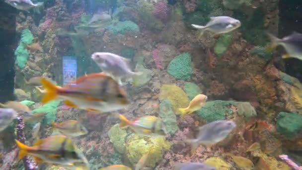 Ikan Akuarium Latar Belakang Penuh Warna Florida Orlando Usa Seaworld — Stok Video