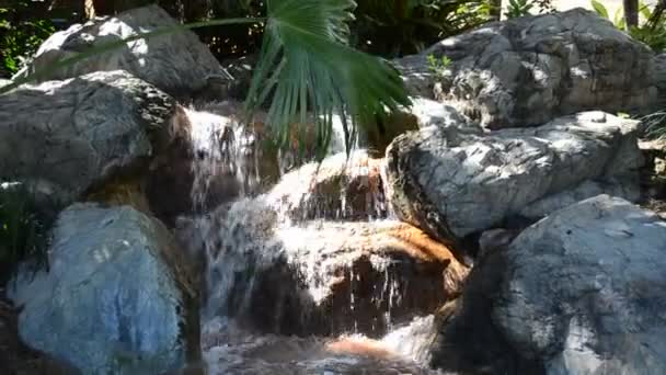 Floden Parken Orlando Floridas Natur Orlando Usa Seaworld Havspark Med — Stockvideo