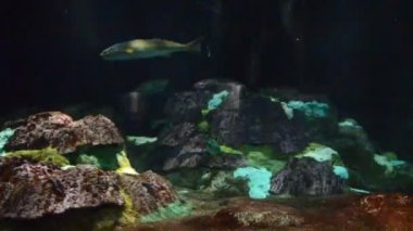 Su altı dünyası. Orlando, ABD 'de çıkarılır. SeaWorld Parkı. Orlando, ABD. SeaWorld, memelilerin, okyanusların, deniz hayvanlarının ve lunaparkların olduğu bir deniz parkı..