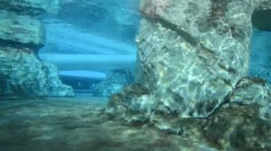 Suyun altında balina hareketleri. Suyun altındaki balinaların hayatı. Commerson 'un Yunusu (Cephalorhynchus Ticsonii).