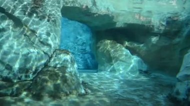 Su altındaki balinalar yüzer. Suyun altındaki balinaların hayatı. Commerson 'un Yunusu (Cephalorhynchus Ticsonii).