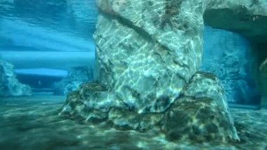 Su altında yüzen balinalar gibi. Suyun altındaki balinaların hayatı. Commerson 'un Yunusu (Cephalorhynchus Ticsonii).