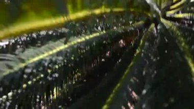 Palmiye ağacı gövdesi. Yazın çekim..