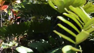 Palmiye ağacı gövdesi. Yazın çekim..