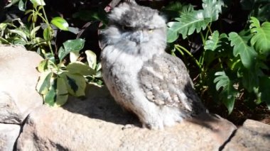 Gülünç baykuş. Tawny Frogmouth (Podargus Strigoides).