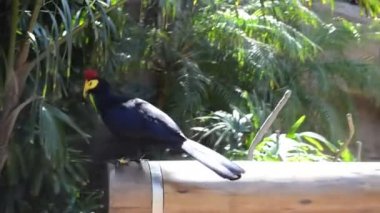 Kuş bir kütüğün üzerinde oturur. Ross Turaco (Musophaga Rossae).