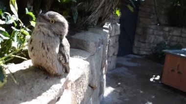 Gülünç baykuş. Tawny Frogmouth (Podargus Strigoides).