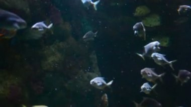 Su altı dünyası. Orlando, ABD 'de çıkarılır. SeaWorld Parkı. Orlando, ABD. SeaWorld, memelilerin, okyanusların, deniz hayvanlarının ve lunaparkların olduğu bir deniz parkı..