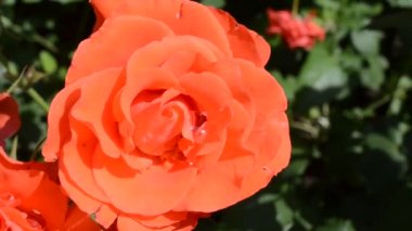 Güllerin güzel arkaplanı. Kolay esinti gülleri sallar.