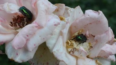 Güldeki böcek, makro. Melolontha hipocastani