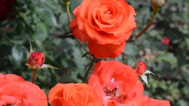 Güllerden çalılıklarda güzel bir şeflik. Kırmızı güllerin çalısı