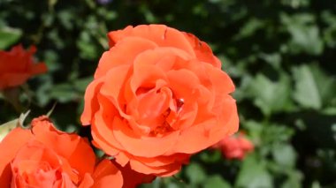 Kırmızı güller. Kırmızı güller çalılara karşı.