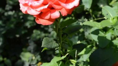 Kırmızı gül çalısı. Kırmızı güllerin çalısı. Bir sürü gül var, şeflikle ateş etmek..