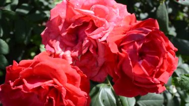 Üç kırmızı gül. Güller, makro.