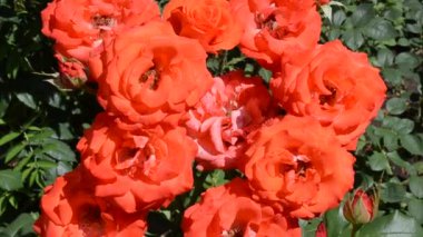 Kırmızı güller, güzel manzara. Güller bir arsa için mükemmel bir arka plan..